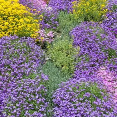 Sådan bruger du stauder som bunddække